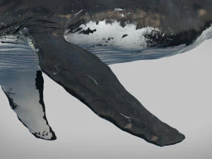 humpback whale rigged 3D Model