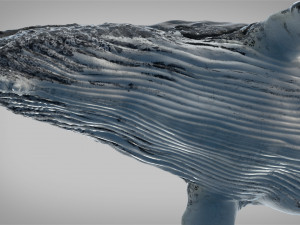 humpback whale rigged 3D Model