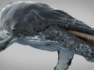 humpback whale rigged 3D Model