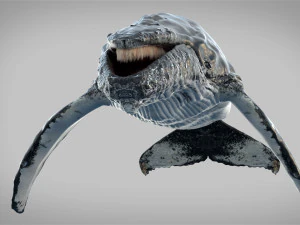 humpback whale rigged 3D Model