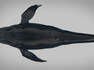 humpback whale rigged 3D Model