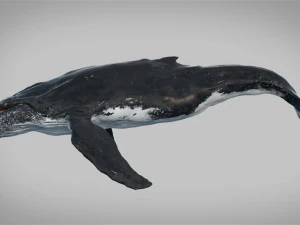 humpback whale rigged 3D Model