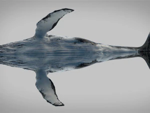 humpback whale rigged 3D Model