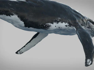 humpback whale rigged 3D Model