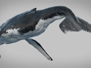 humpback whale rigged 3D Model