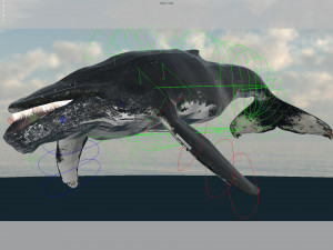 humpback whale rigged 3D Model