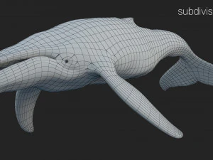 humpback whale rigged 3D Model