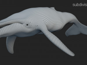 humpback whale rigged 3D Model