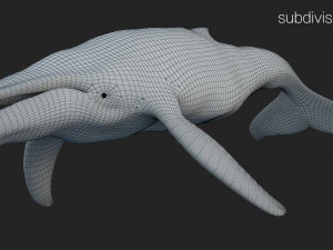 humpback whale rigged 3D Model