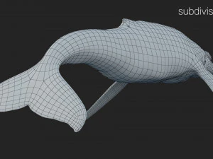 humpback whale rigged 3D Model