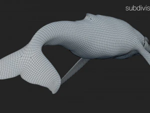 humpback whale rigged 3D Model