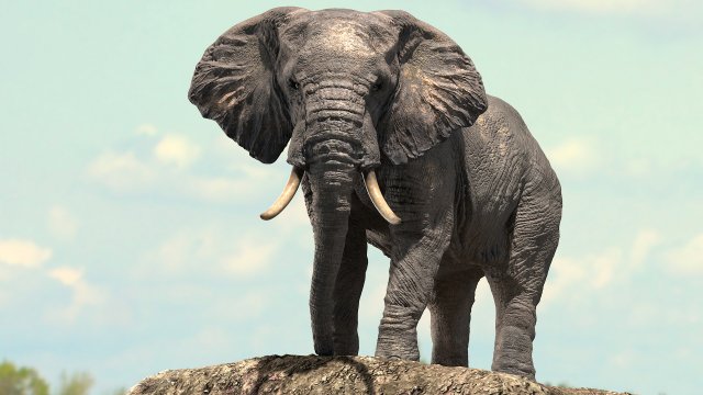 african elephant rigged model 3D 模型 .c4d .max .obj .3ds .fbx .stl .blend 