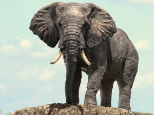 сфальсифікована модель африканського слона 3D Модель