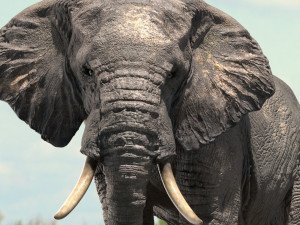 african elephant rigged model 3D 模型