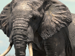 african elephant rigged model 3D 模型
