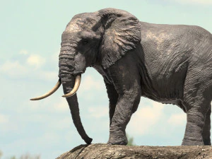 african elephant rigged model 3D Model