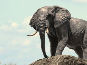 african elephant rigged model 3D Model