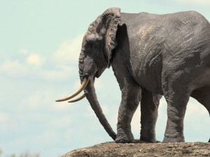 african elephant rigged model 3D 模型