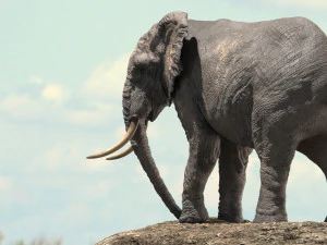 african elephant rigged model 3D Model