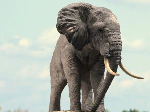 african elephant rigged model 3D Model