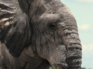 african elephant rigged model 3D 模型