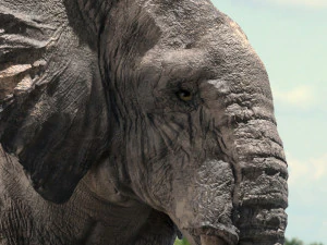 african elephant rigged model 3D Model