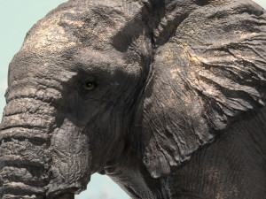 african elephant rigged model 3D 模型