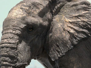 african elephant rigged model 3D Model