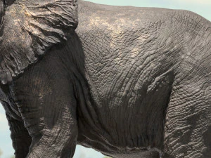 african elephant rigged model 3D Model