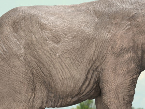 african elephant rigged model 3D 模型