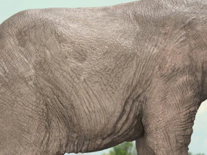 african elephant rigged model 3D Model