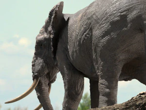 african elephant rigged model 3D Model