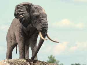 african elephant rigged model 3D 模型