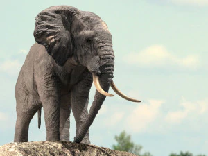 african elephant rigged model 3D Model