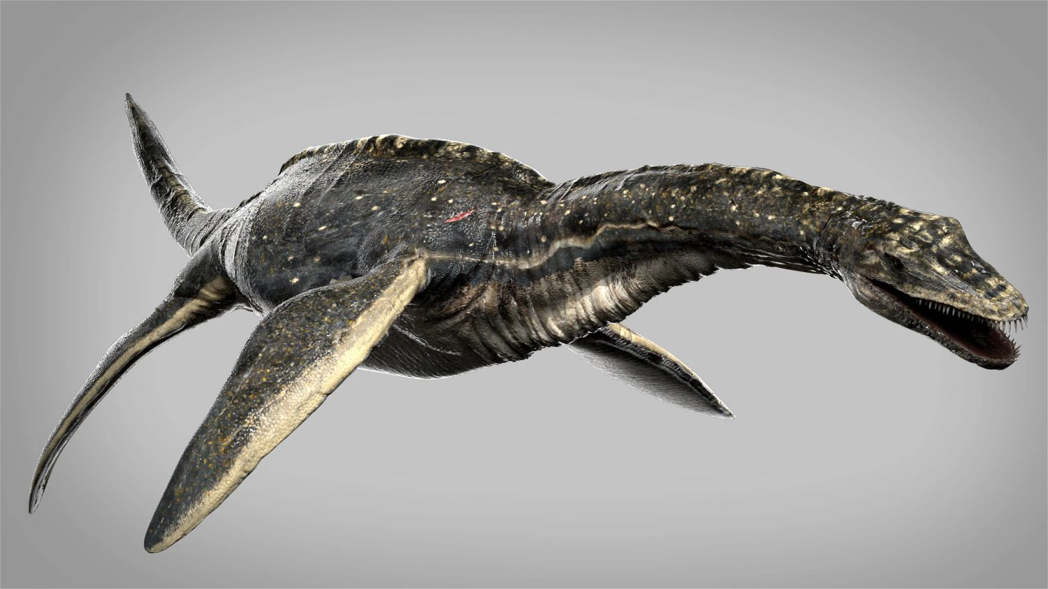 plesiosaurus 3d rigged model 3D Model .c4d .max .obj .3ds .fbx .stl .blend 