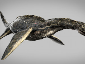 plesiosaurus 3d rigged model 3D Model