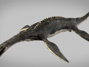 plesiosaurus 3d rigged model Model 3D