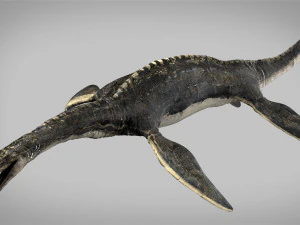 plesiosaurus 3d rigged model 3D Model