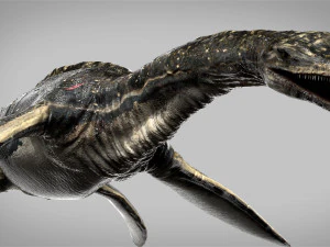 plesiosaurus 3d rigged model 3D Model
