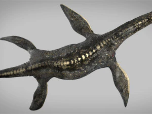 plesiosaurus 3d rigged model 3D Model