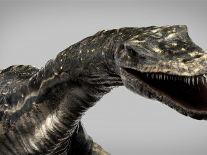 plesiosaurus 3d rigged model Model 3D