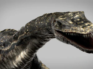 plesiosaurus 3d rigged model 3D Model