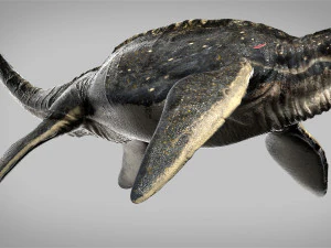 plesiosaurus 3d rigged model 3D Model