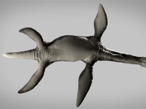 plesiosaurus 3d rigged model 3D Model