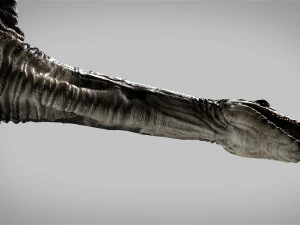 plesiosaurus 3d rigged model 3D Model
