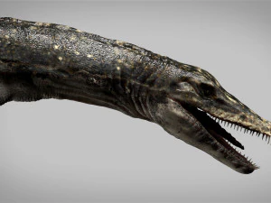 plesiosaurus 3d rigged model 3D Model