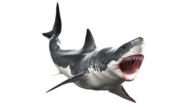 shark animated rigged model Model 3D .c4d .max .obj .3ds .fbx .stl .blend 