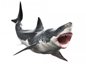 shark animated rigged model 3D Model