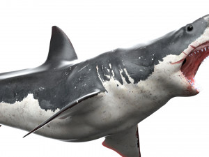 shark animated rigged model Model 3D