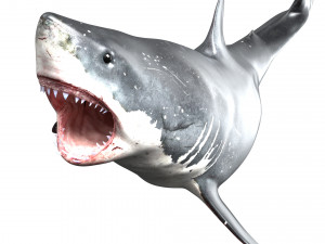 shark animated rigged model Model 3D